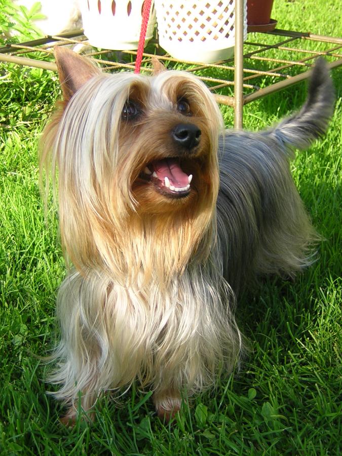 Australsky store silky terrier