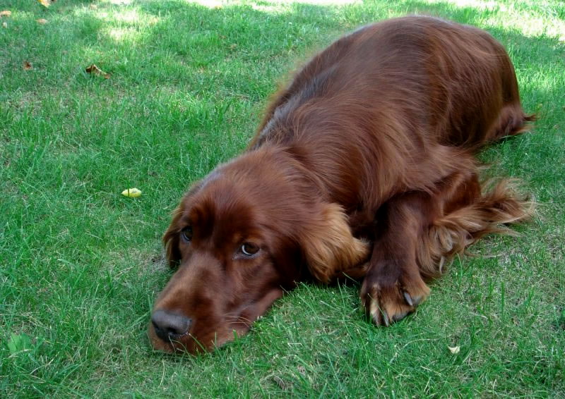 Írsky seter | Irish Red Setter