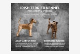 Irish Terrier Kennel Pod modrým vrchom