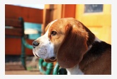 Chovateľská stanica používateľa beagle