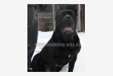 Obrázok používateľa Bandog Braveheart kennel