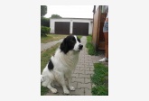 Používateľovi Lucia Harvišová sa stratil psík