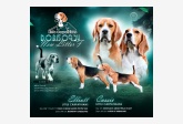 Vrh F - Little Carpathians Beagle Kennel