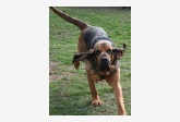 Svätohubertský pes (Bloodhound) Unica Famous Alhavant