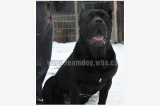 Obrázok používateľa Bandog Braveheart kennel