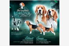 Vrh F - Little Carpathians Beagle Kennel