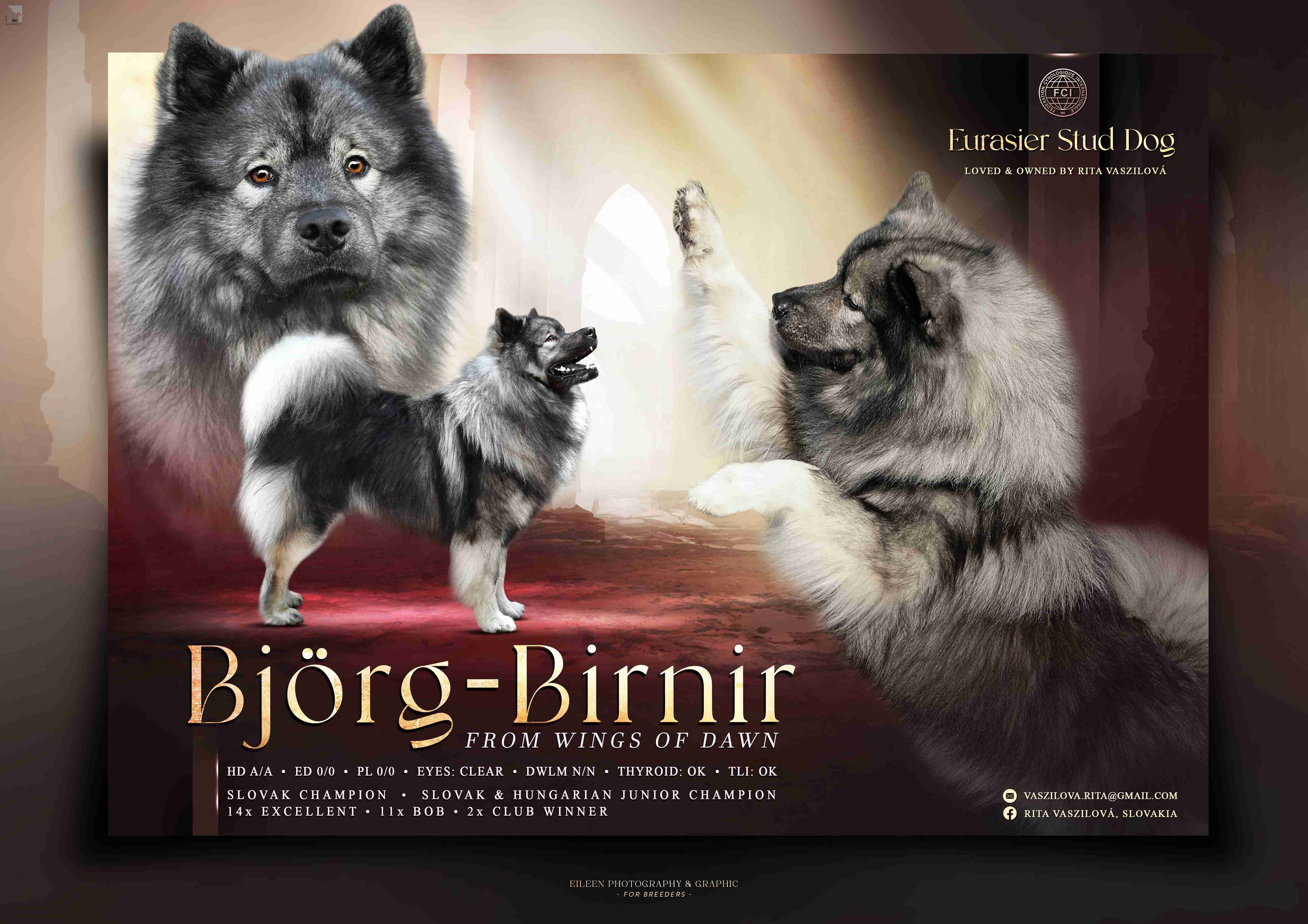 Björg-Birnir from Wings of Dawn banner stud male eurasier